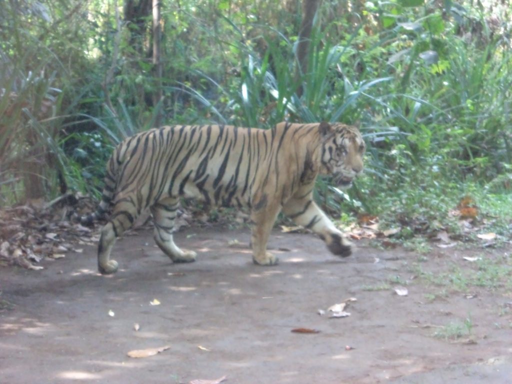 tiger-bali | Let's Travel!